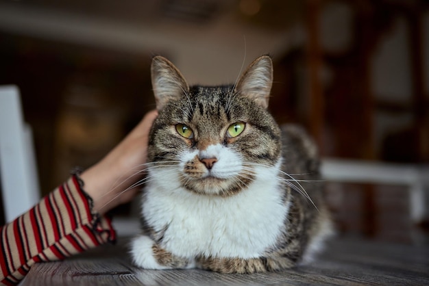 Süße Tabby-Kätzchen, europäische Kurzhaarkatze in den Händen