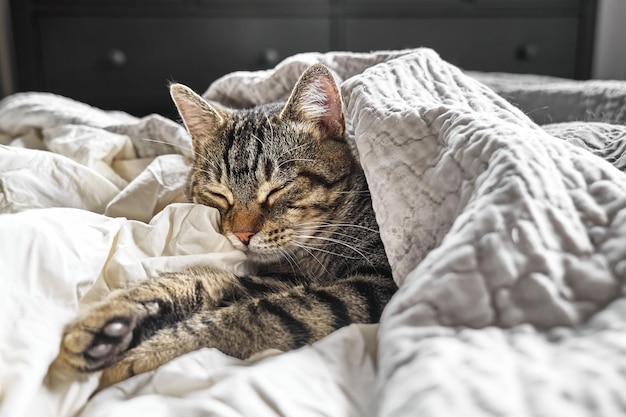 Süße Tabby-Katze, die auf grauer Decke auf dem Bett schläft