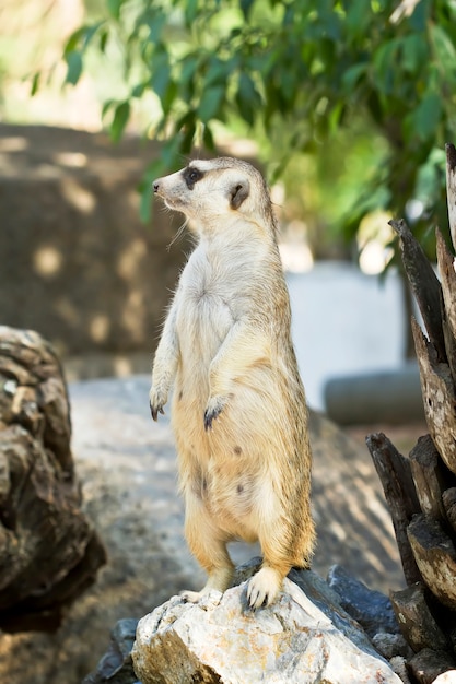 Süße Tierwelt, Meerkat exotische Haustiere (Suricate)