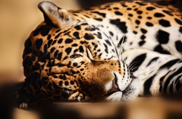 Süße Träume vom Meister des Dschungels, dem Jaguar