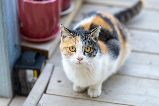 Süße und entzückende Katze, die ruhig auf einem Holzbrett im Freien sitzt