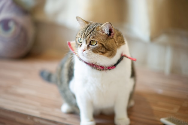 Süße und verspielte Haustierkatzen Sitzen im Haus, treues Liebhaberkonzept