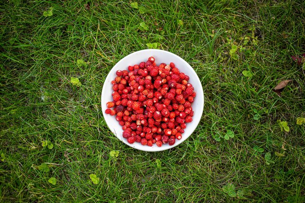 Süße Walderdbeeren, die auf einem weißen Teller auf einem grünen Rasen liegen. Ansicht von oben