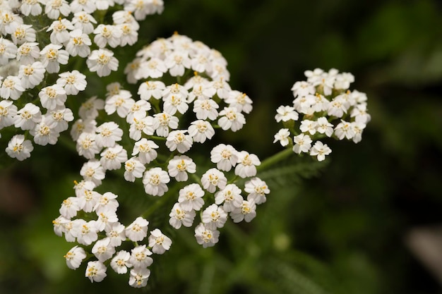 Süße weiße Blumen im Garten