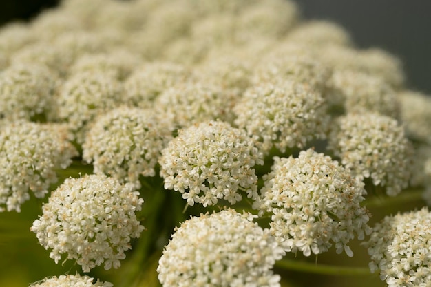 Süße weiße Blumen im Garten