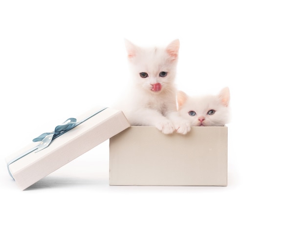 Süße weiße Kätzchen in Geschenkbox isoliert auf weißem Hintergrund