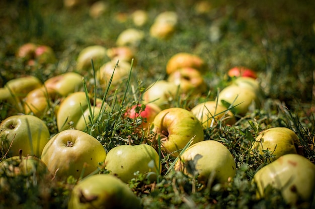 Süße weiße Äpfel auf grünem Gras Leckere frische Äpfel Weiße Apfelernte