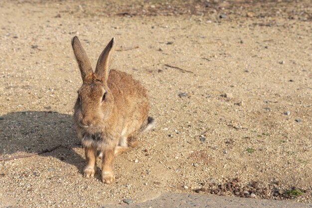 Süße Wildkaninchen auf der Insel Okunoshima bei sonnigem Wetter, bekannt als die Kanincheninsel