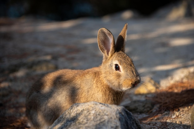 Süße Wildkaninchen auf der Insel Okunoshima bei sonnigem Wetter, bekannt als die Kanincheninsel