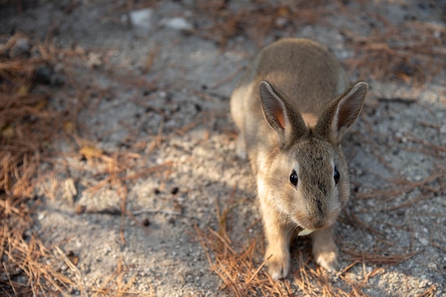 Süße Wildkaninchen auf der Insel Okunoshima bei sonnigem Wetter, bekannt als die Kanincheninsel