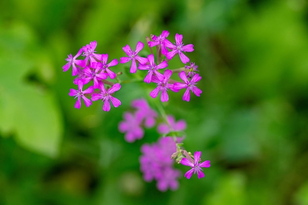 Süße William-Leimkraut-Blumen aus nächster Nähe