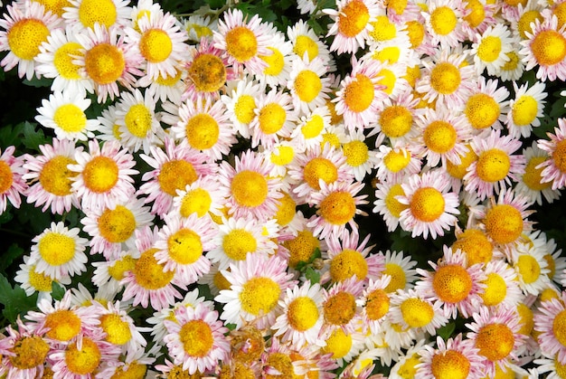 Süße Yellowpink-Chrysanthemen