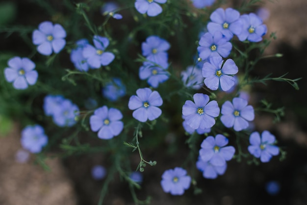 Süße zarte blaue Flachsblumen im Sommer