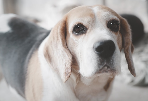 Süßer Beagle-Hund, der an einem sonnigen Tag draußen im Park spielt und auf einen Befehl des Besitzers wartet