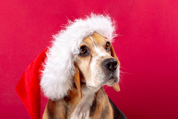 Süßer Beagle-Hund mit Weihnachtsmann-Hut auf rotem Hintergrund