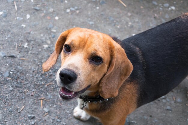 Süßer Beagle-Hund