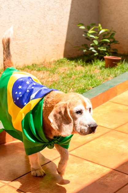 Süßer Beagle mit gelber Brille und Flagge, die Brasilien zum Meister macht