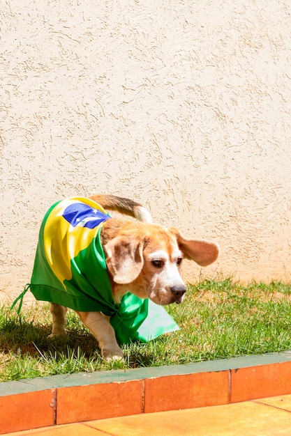 Süßer Beagle mit gelber Brille und Flagge, die Brasilien zum Meister macht