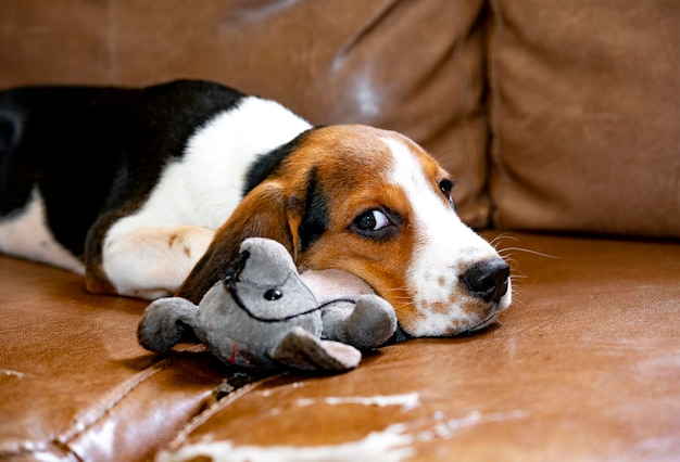 Süßer Beagle-Welpe, der mit Plüschmaus auf der Couch spielt.