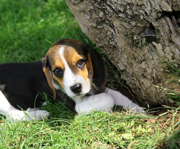 Süßer Beagle Welpe