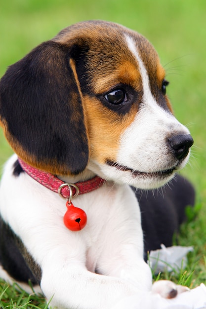 Süßer Beagle Welpe