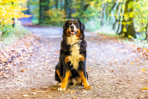 Foto süßer berner berghund im herbst