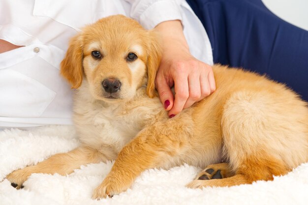 Süßer blonder Welpe, der auf einer weißen Decke liegt Dies ist eine Rasse von Hovawart, die in Deutschland als Wachhund gezüchtet wird