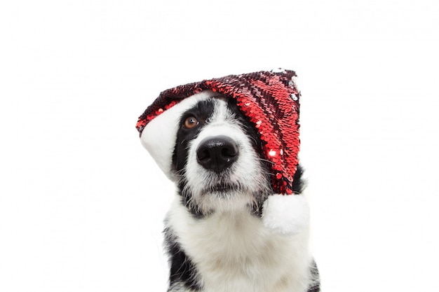 Süßer Border-Collie-Hund, der Weihnachtsferien feiert, die einen roten Glitzer-Weihnachtsmann-Hut tragen.