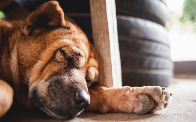 Süßer brauner Hund, der auf dem Boden schläft