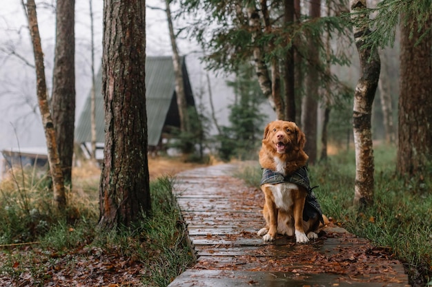 Süßer brauner Nova Scotia Duck Tolling Retriever mit einem Umhang, der auf einem Holzweg im regnerischen Kiefernwald sitzt. Spaziergang mit Ingwerhund. Selektiver Fokus, Kopienraum. Reisen mit Haustieren.