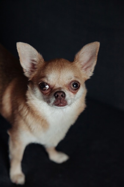 Süßer Chihuahua-Hund auf dunklem Sofa im gemütlichen Wohnzimmer. Porträthündchen Chihuahua. Konzept Haustierliebe und Freund der Familie