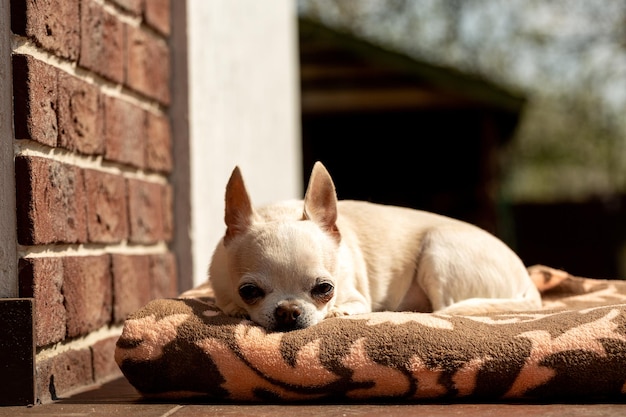 Süßer Chihuahua-Hund, der in der Nähe des Hauses liegt