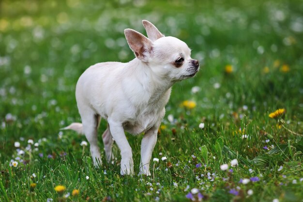 Süßer Chihuahua-Hund läuft auf dem Rasen