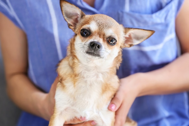 Süßer Chihuahua-Hund mit Besitzer zu Hause