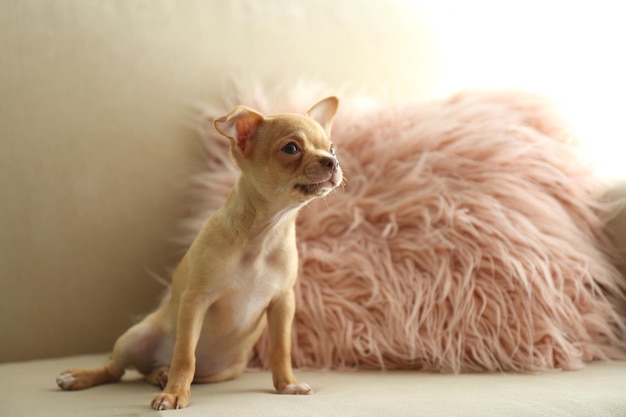 Süßer Chihuahua-Welpe auf Sofa drinnen Tierbaby