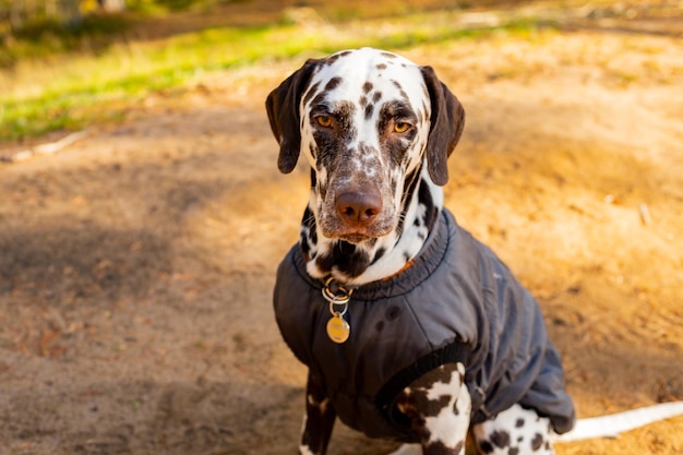 Süßer Dalmatiner im Herbstwaldhund saß in einem grauen Regenmantel in der Natur Hundetrainingswelpe im Mantelspaziergang