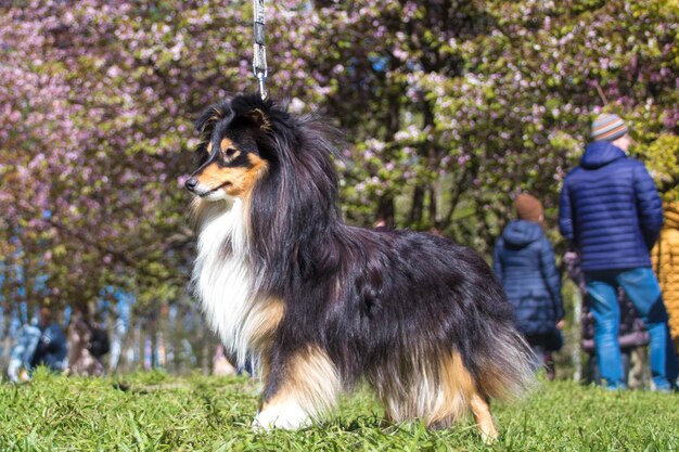 Süßer dreifarbiger Sheltie