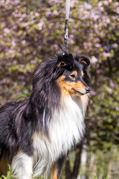 Süßer dreifarbiger Sheltie