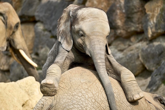 Süßer Elefantenbaby auf einem anderen Tier in seinem natürlichen Lebensraum im Zoo