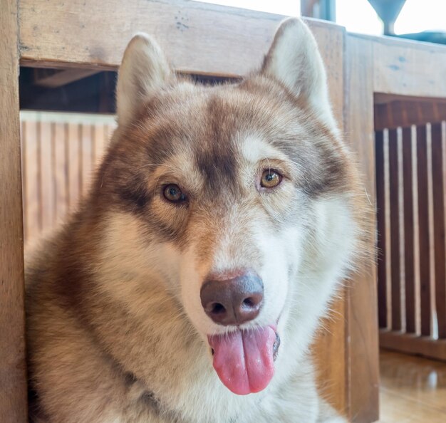 Süßer erwachsener Husky-Hund lag auf dem Boden