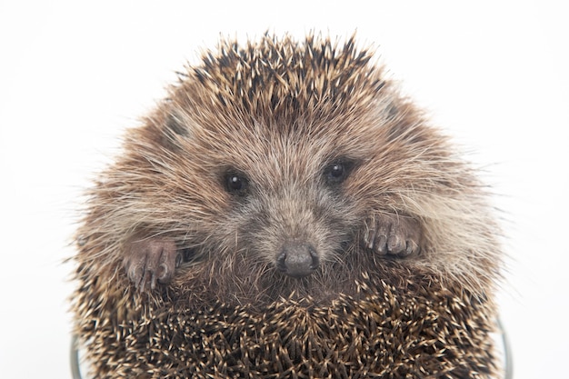 Süßer europäischer Igel steckte seine Pfoten aus einem Teller auf weißem Hintergrund. Tierwelt