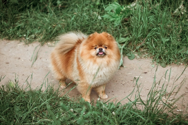 Süßer flauschiger roter Hund Pomeranian steht auf dem Weg auf der Wiese zwischen dem hohen grünen Gras und schaut in die Kamera.