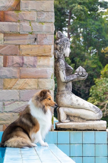 Foto süßer, flauschiger shetland-schäferhund