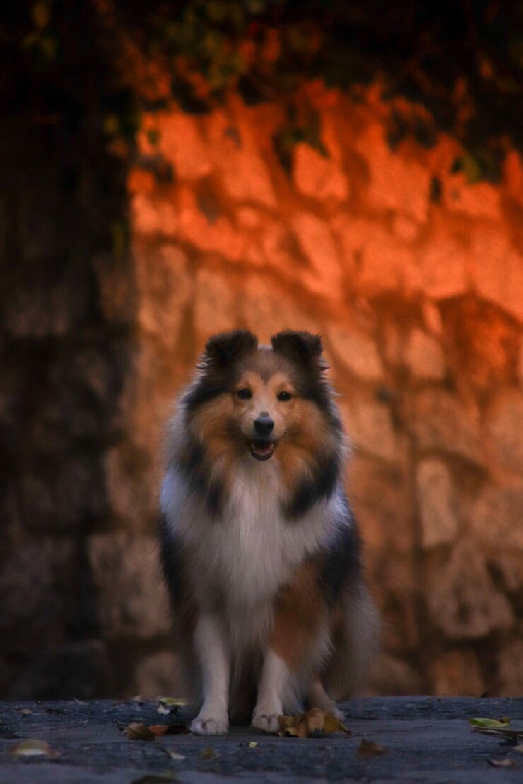 Süßer, flauschiger Shetland-Schäferhund