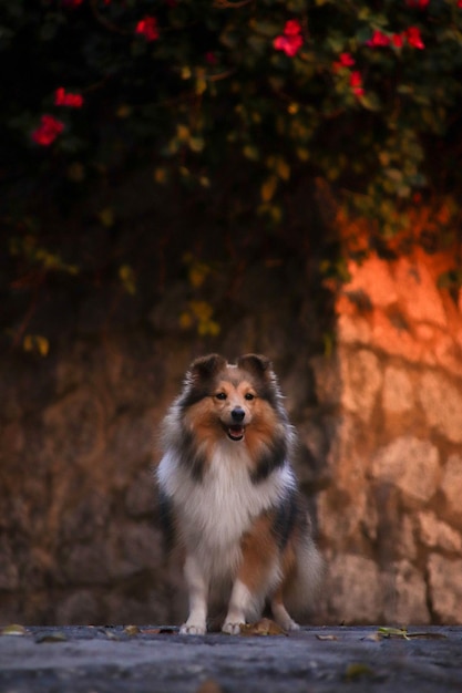 Süßer, flauschiger Shetland-Schäferhund