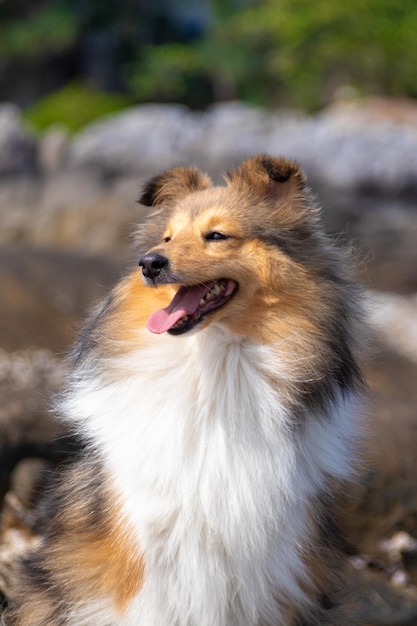 Foto süßer, flauschiger shetland-schäferhund