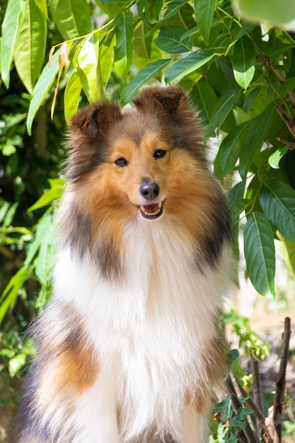 Foto süßer, flauschiger shetland-schäferhund