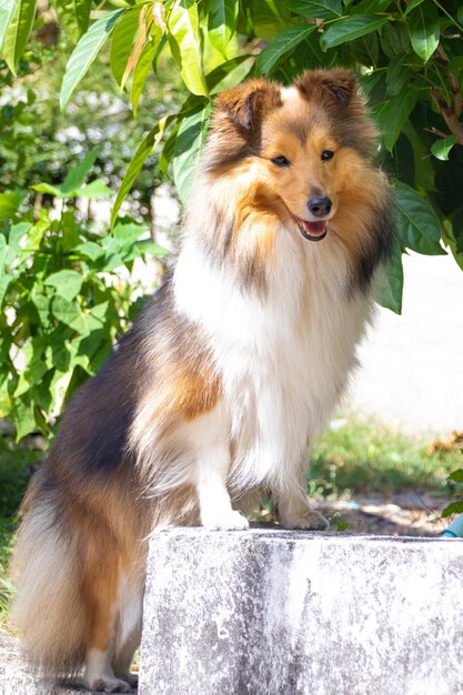 Süßer, flauschiger Shetland-Schäferhund