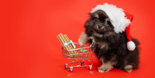 Süßer flauschiger Spitzwelpe in Weihnachtsmannmütze auf rotem Hintergrund mit einem Einkaufswagen mit Essen