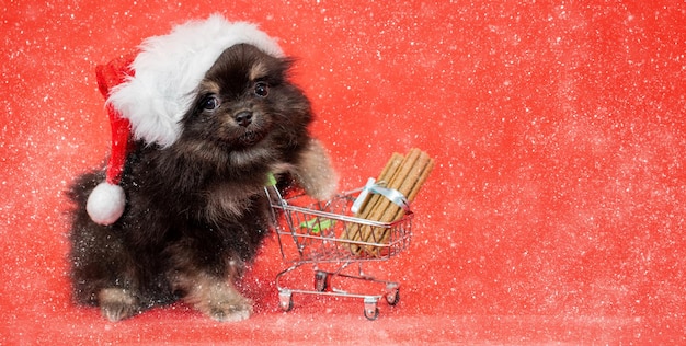 Süßer flauschiger Spitzwelpe in Weihnachtsmannmütze auf rotem Hintergrund mit einem Einkaufswagen mit Essen